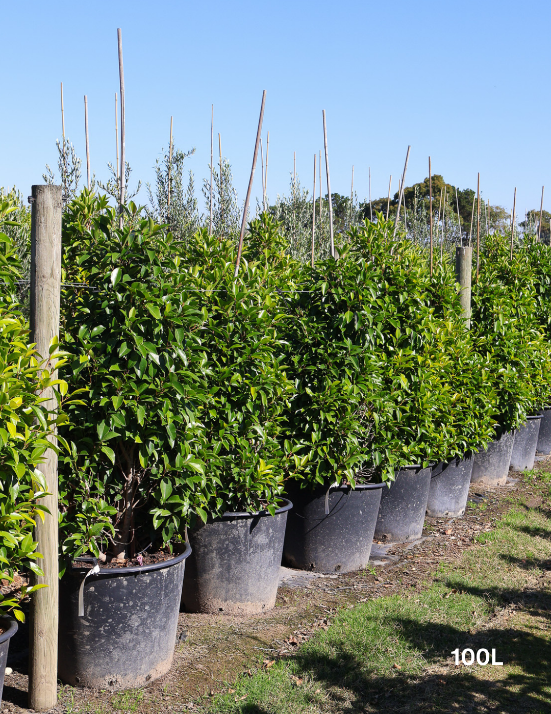 Ficus obliqua 'Figaro' - Evergreen Trees Direct