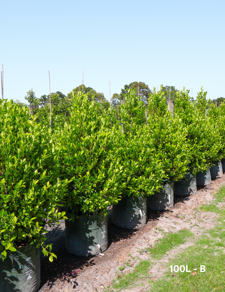 Ficus Hillii Flash