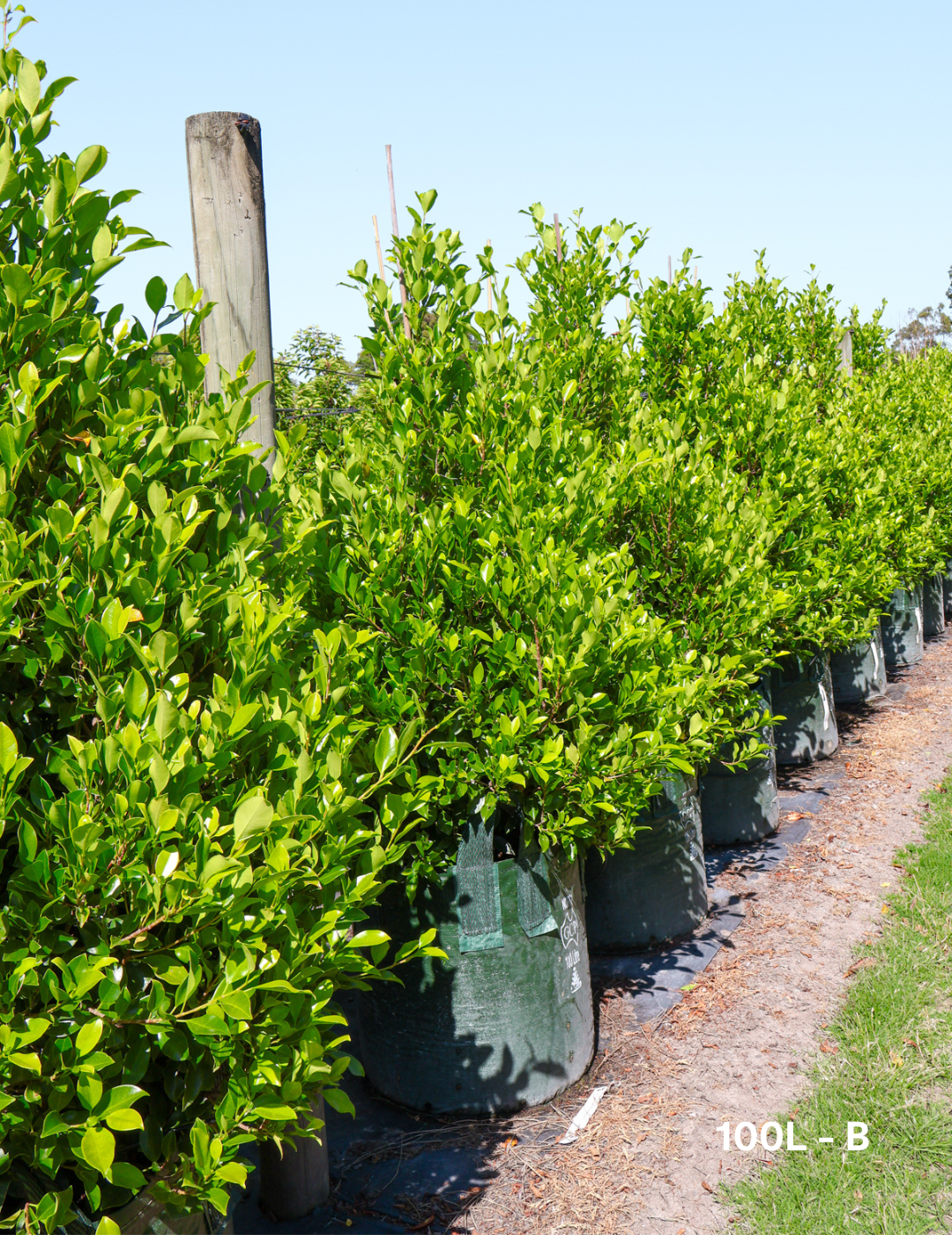 Ficus Hillii Flash - Evergreen Trees Direct