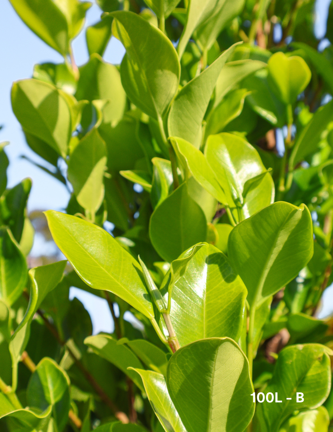 Ficus Hillii Flash - Evergreen Trees Direct