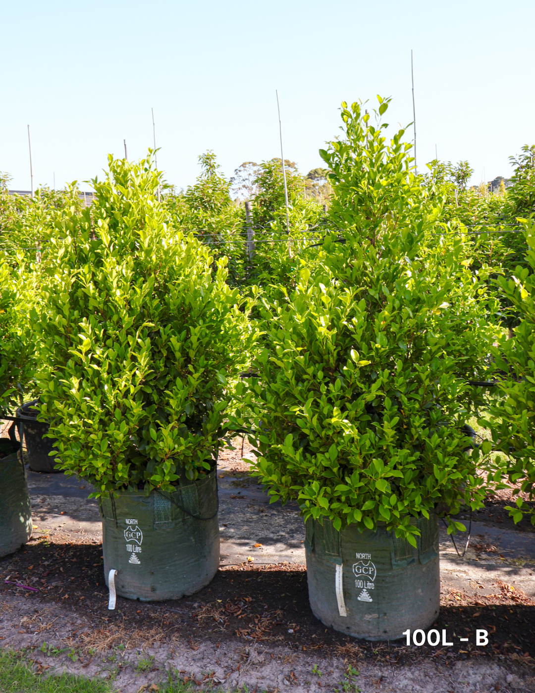 Ficus Hillii Flash - Evergreen Trees Direct