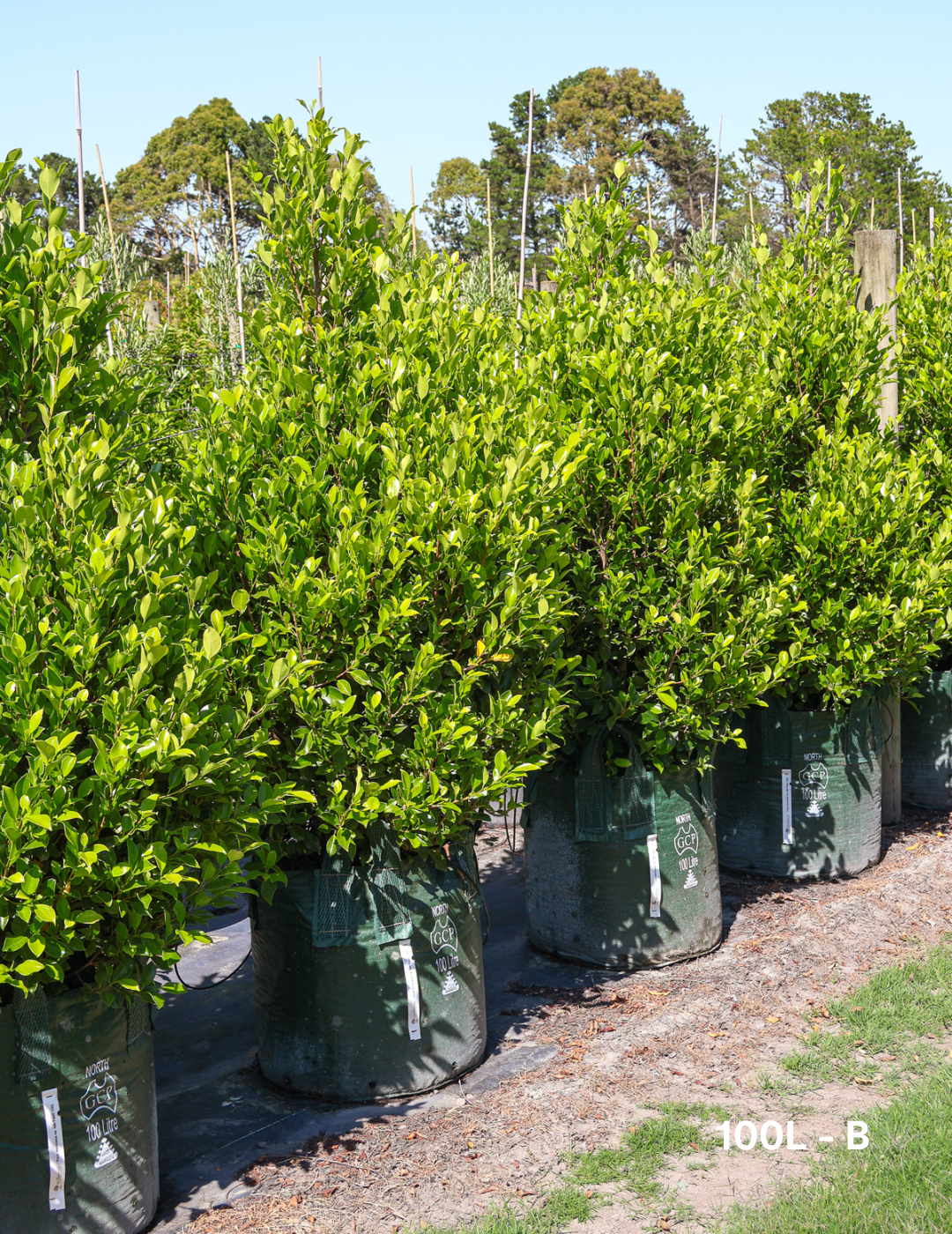 Ficus Hillii Flash - Evergreen Trees Direct