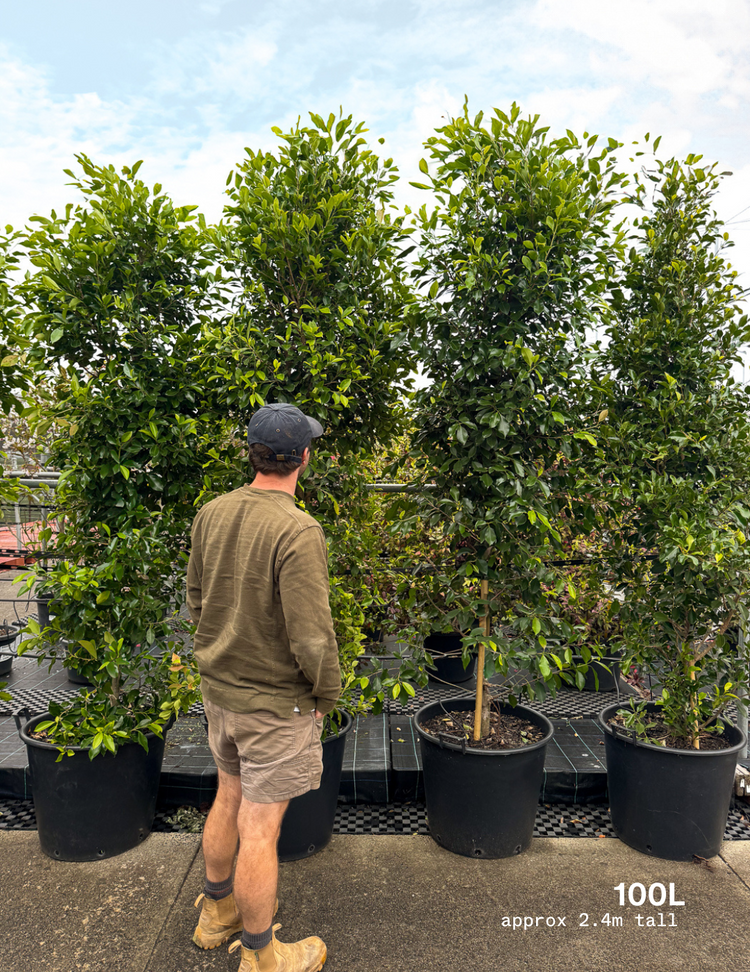 Ficus Hillii Flash