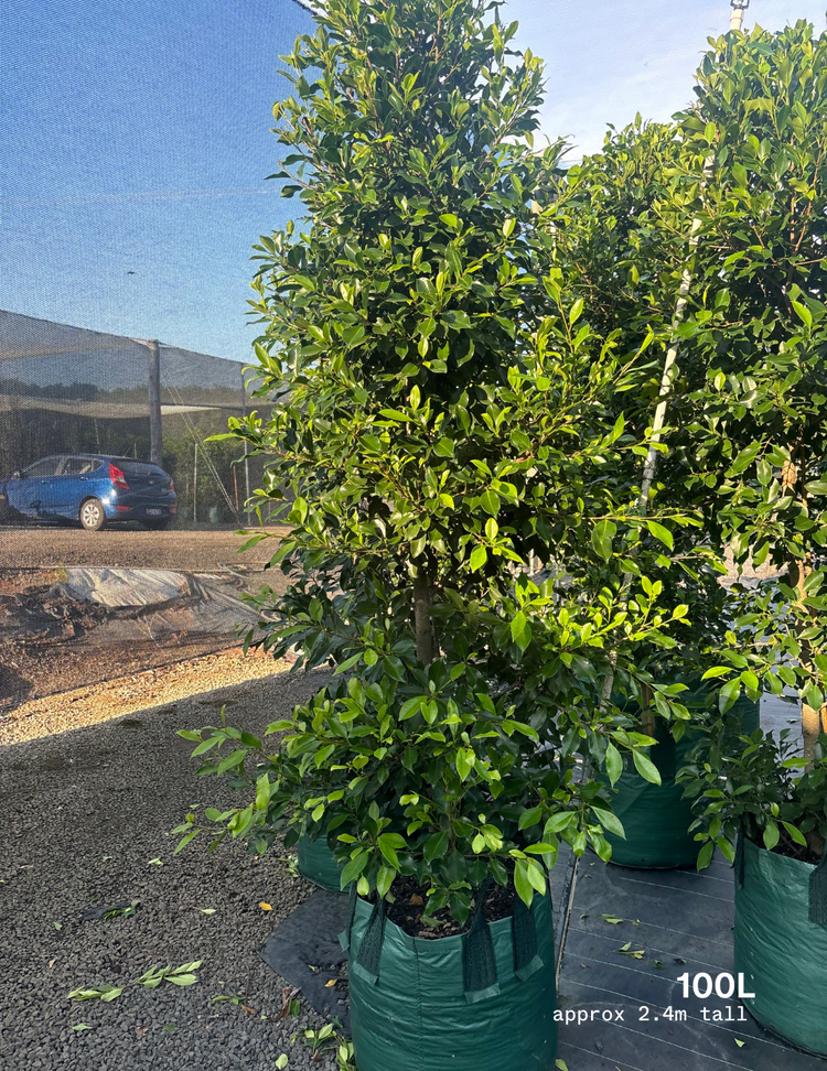 Ficus Hillii Flash