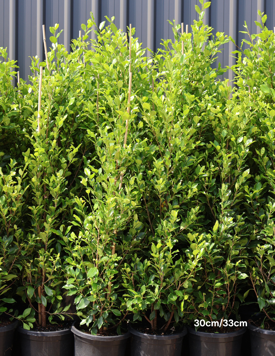 Ficus Hillii Flash - Evergreen Trees Direct