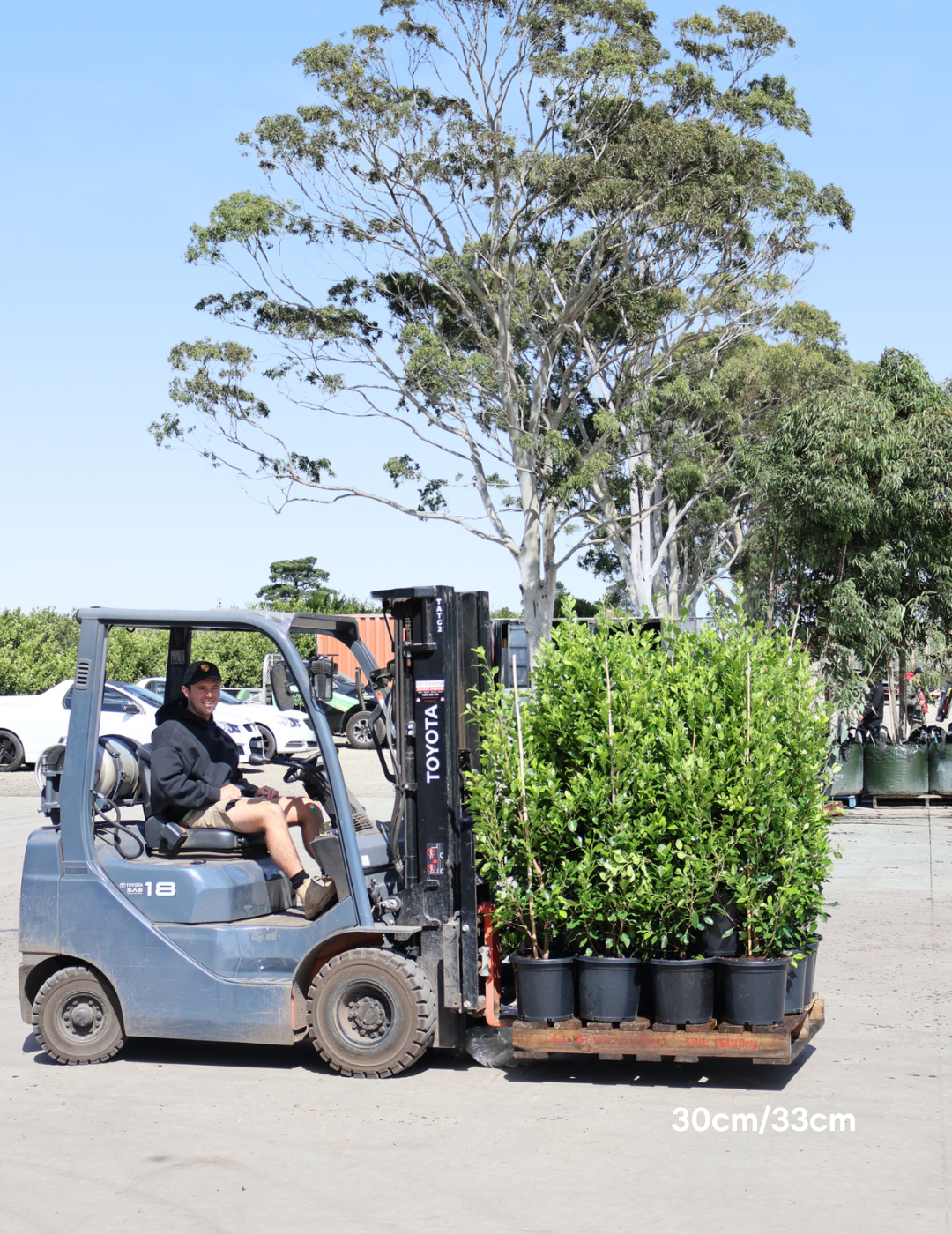 Ficus Hillii Flash - Evergreen Trees Direct