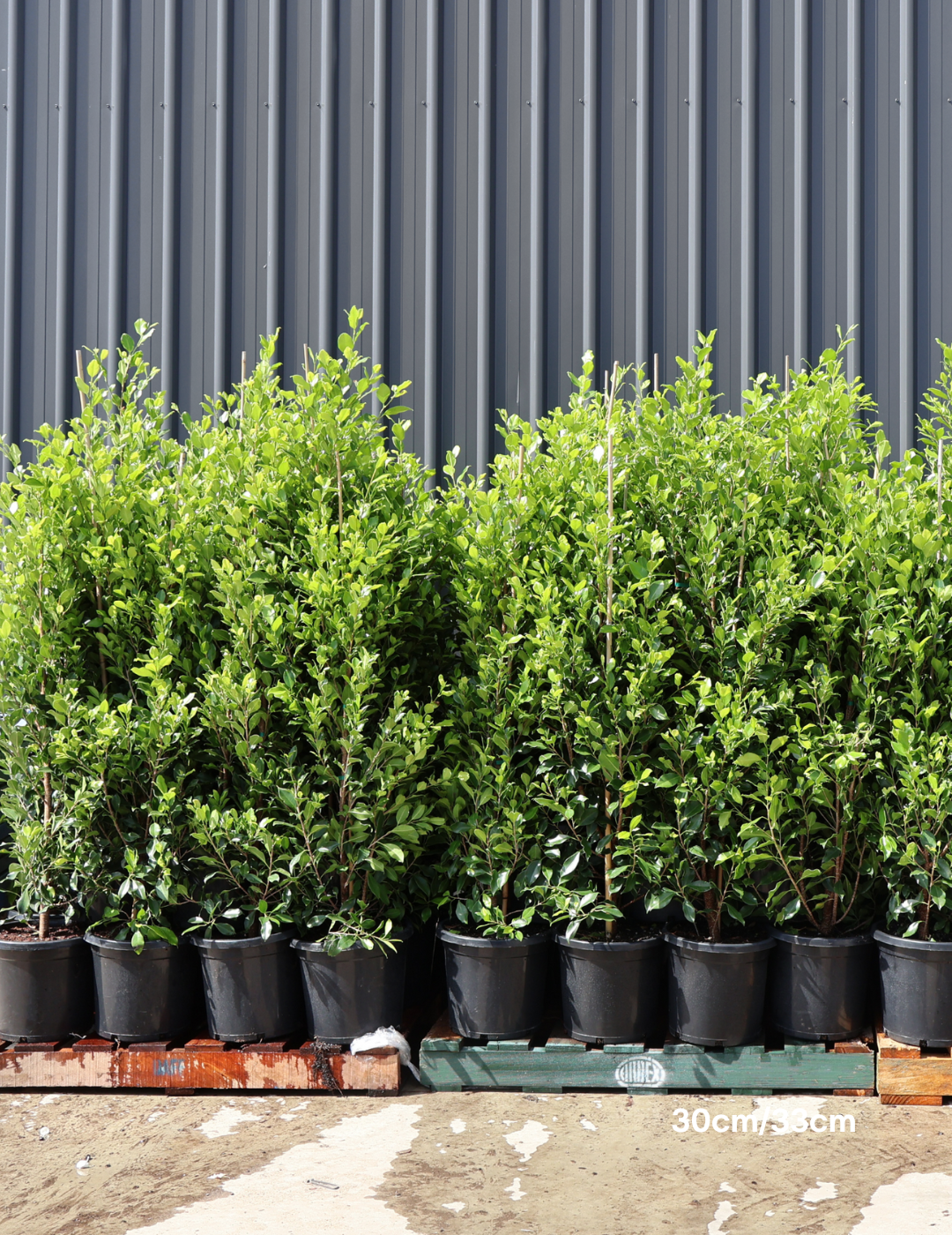 Ficus Hillii Flash - Evergreen Trees Direct