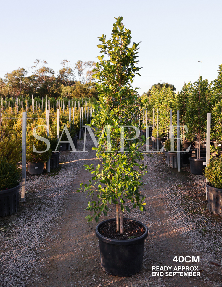 Ficus Hillii Flash