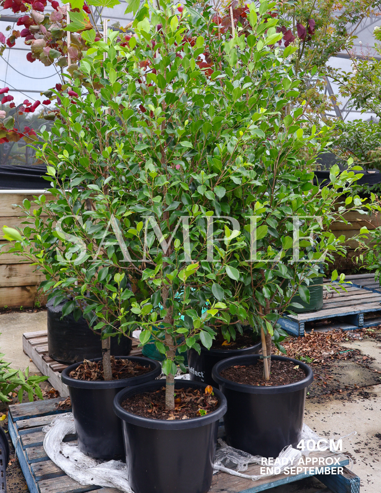 Ficus Hillii Flash