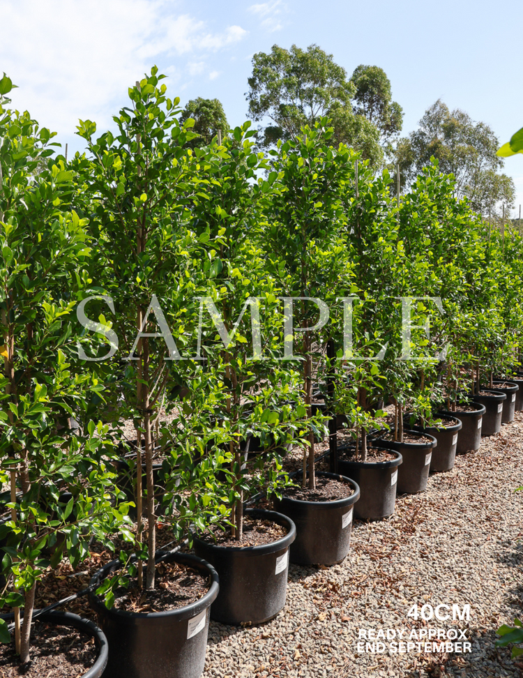 Ficus Hillii Flash