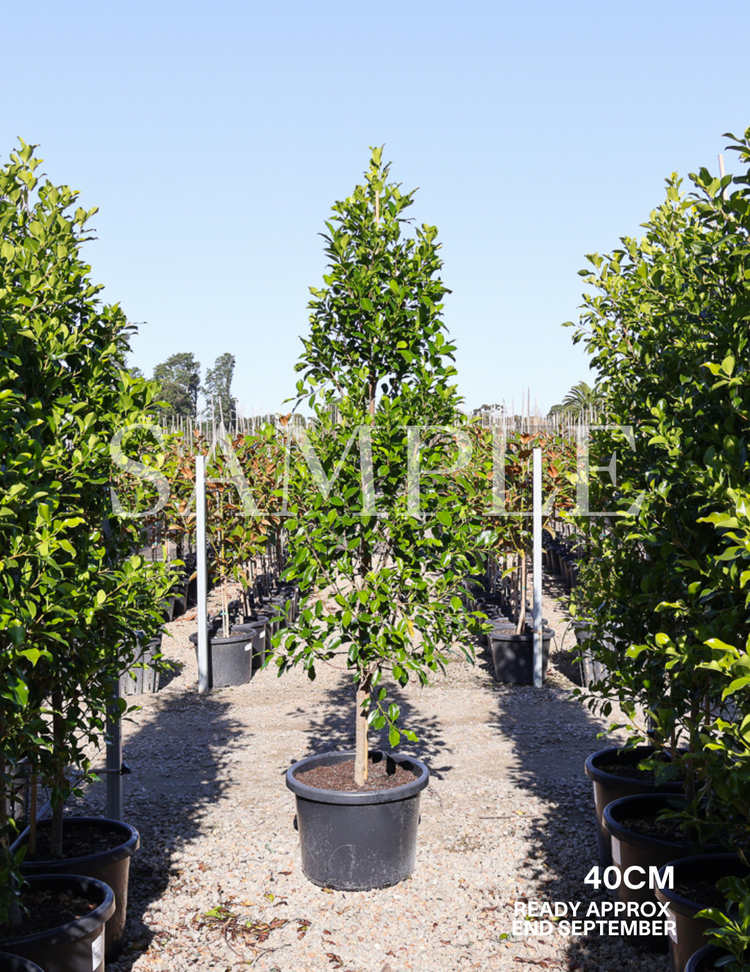 Ficus Hillii Flash