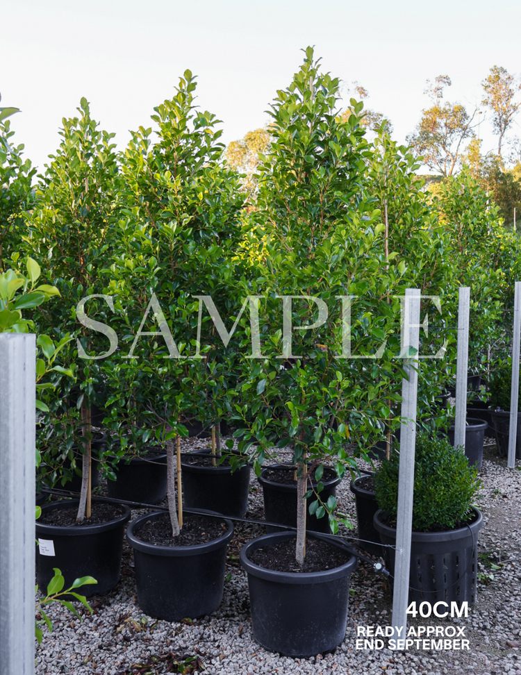 Ficus Hillii Flash