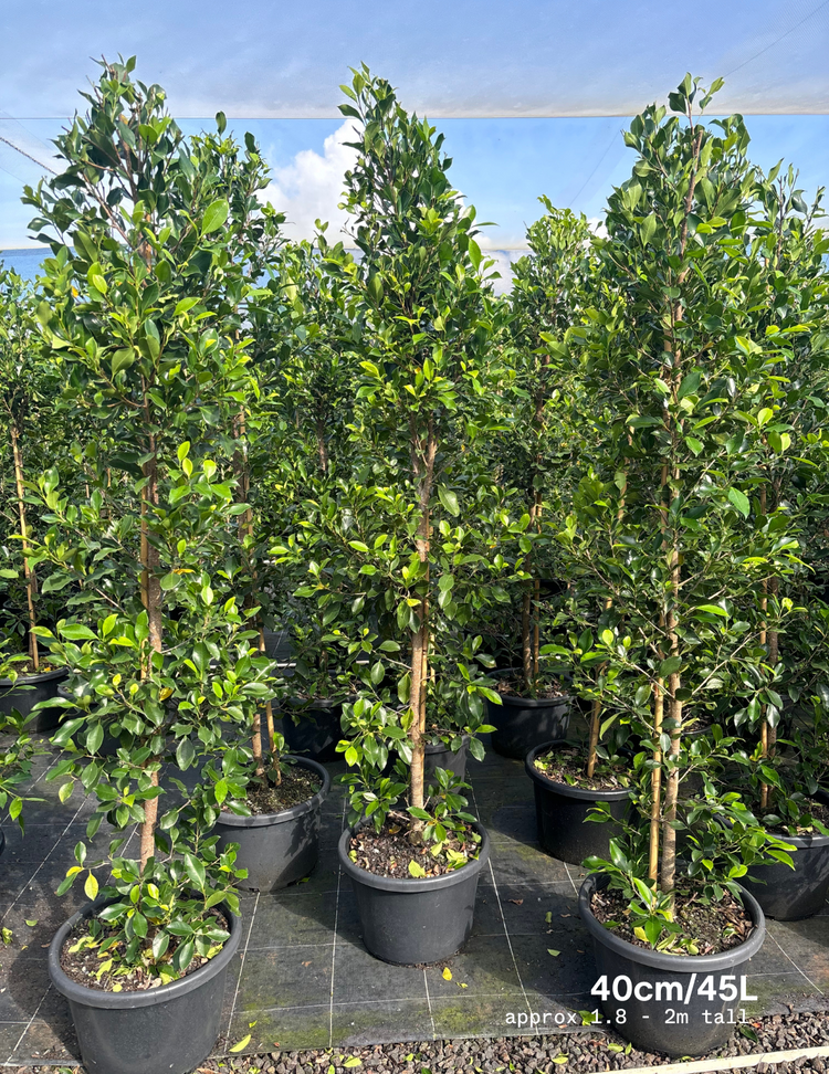 Ficus Hillii Flash