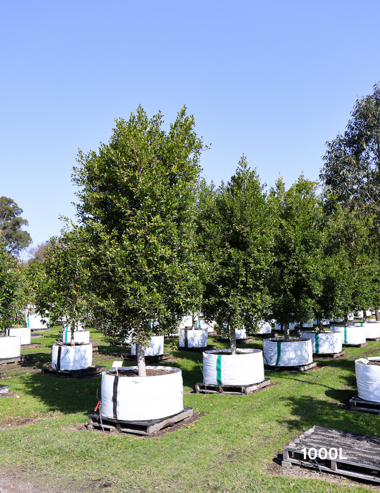 Ficus Hillii