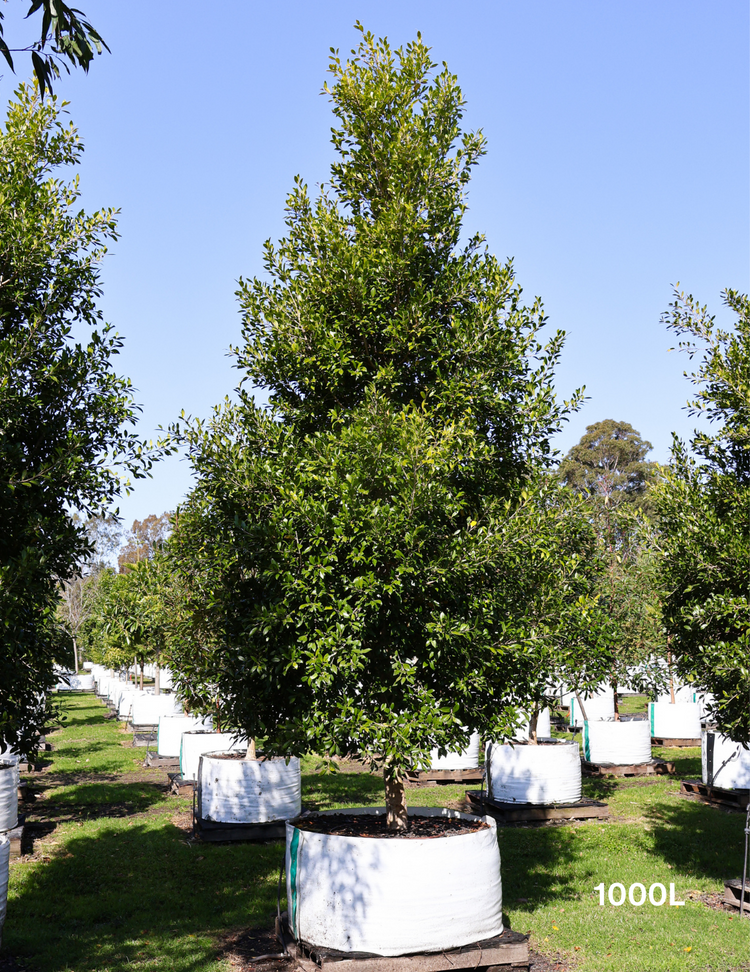 Ficus Hillii