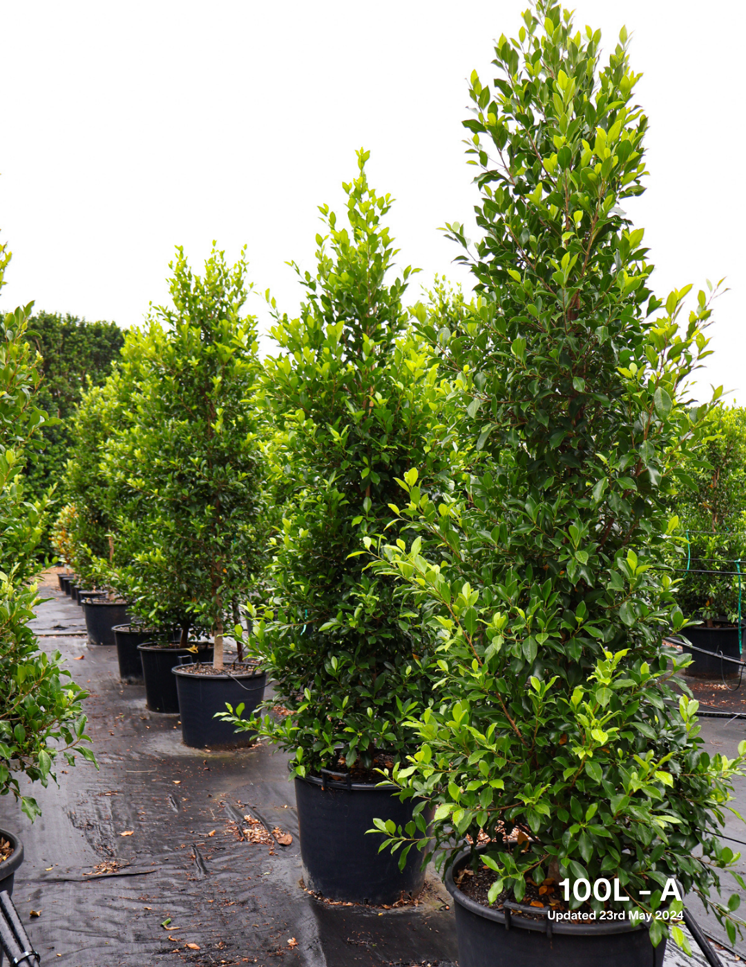 Ficus Hillii Flash - Evergreen Trees Direct