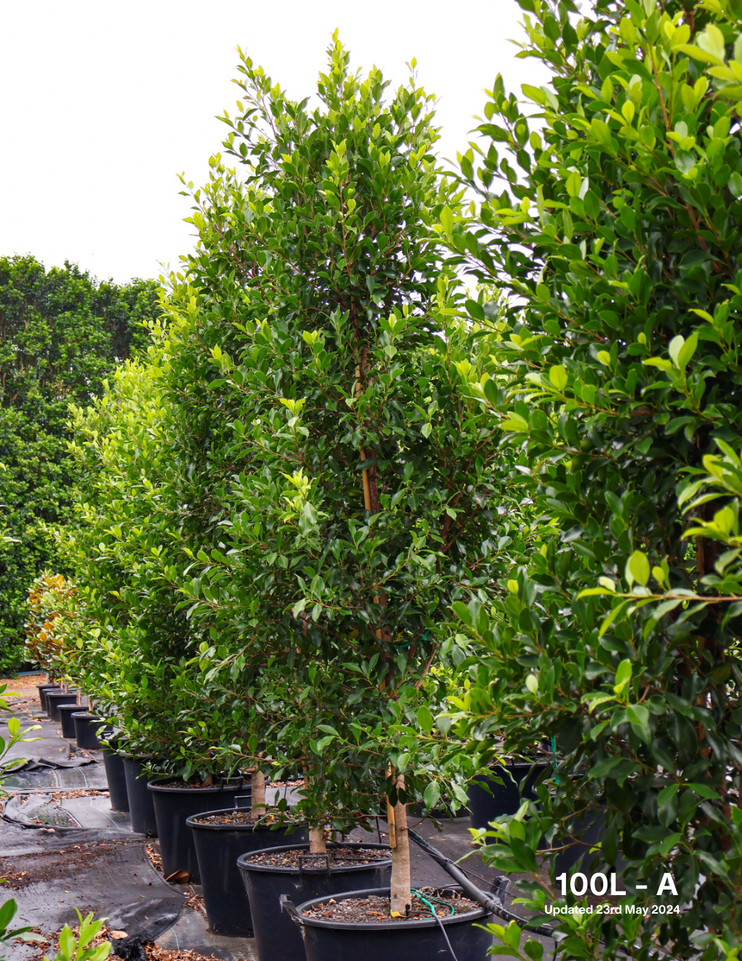 Ficus Hillii Flash - Evergreen Trees Direct