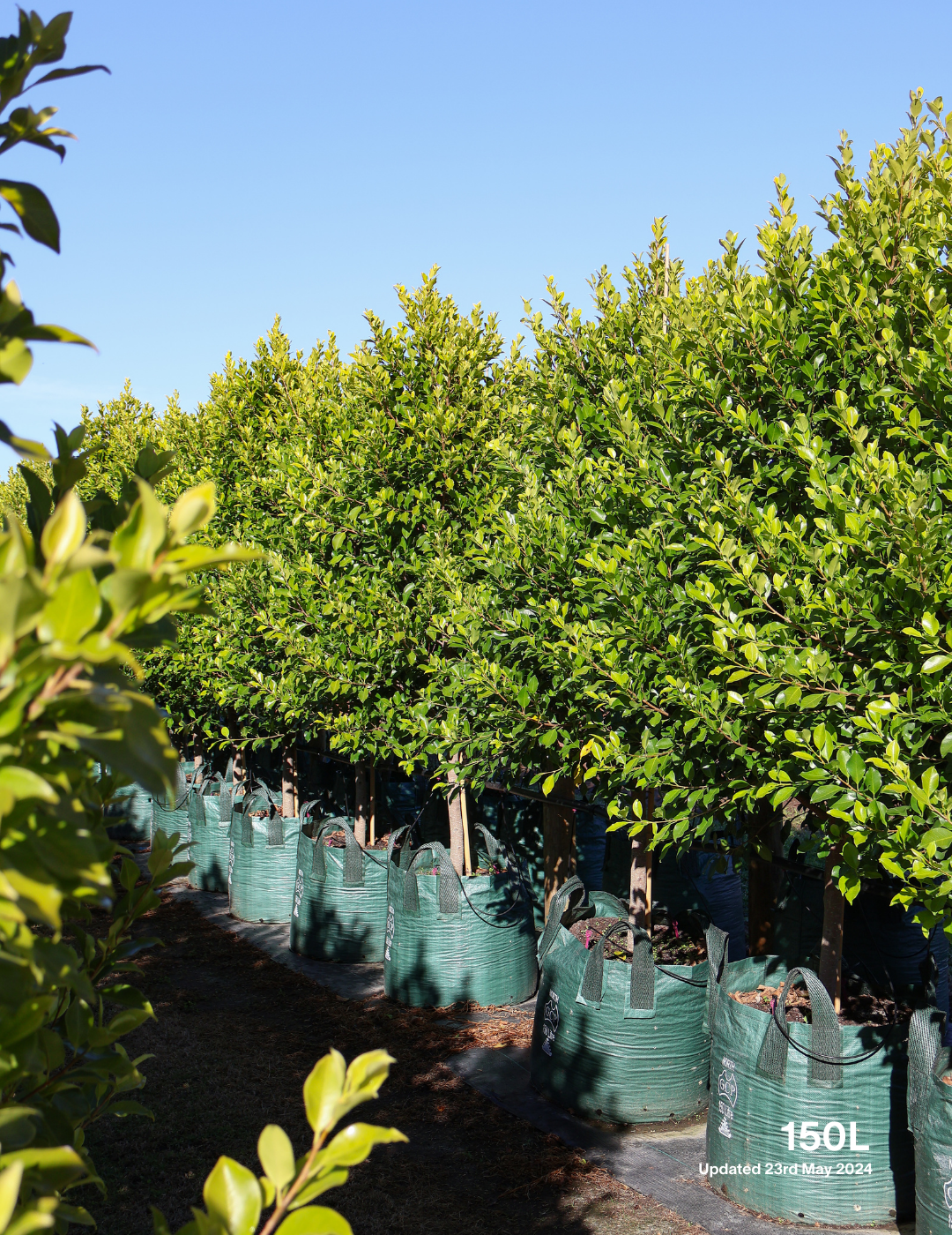 Ficus Hillii Flash - Evergreen Trees Direct