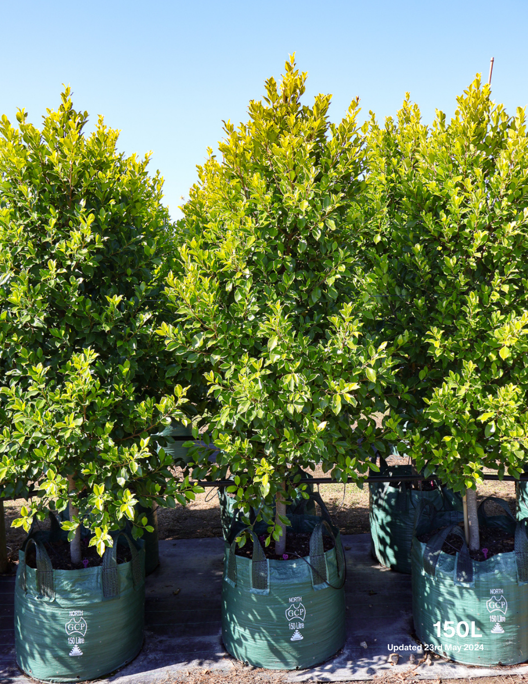 Ficus Hillii Flash - Evergreen Trees Direct