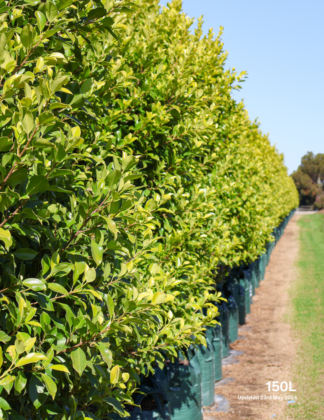 Ficus Hillii Flash - Evergreen Trees Direct