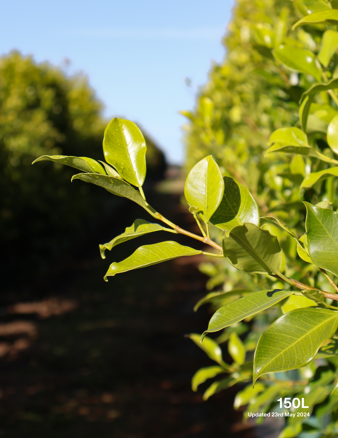 Ficus Hillii Flash - Evergreen Trees Direct