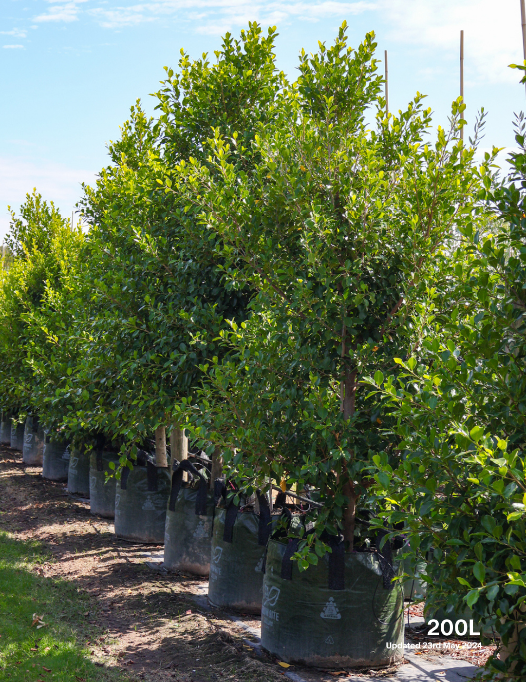 Ficus Hillii Flash - Evergreen Trees Direct