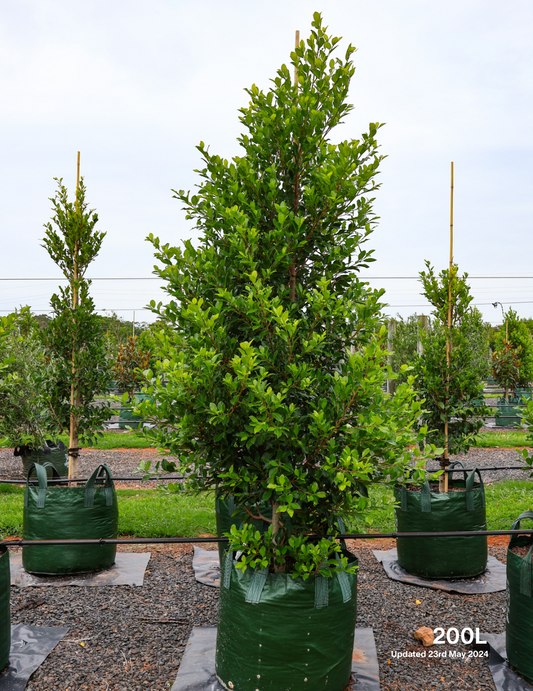 Ficus hillii 'Flash' - Evergreen Trees Direct