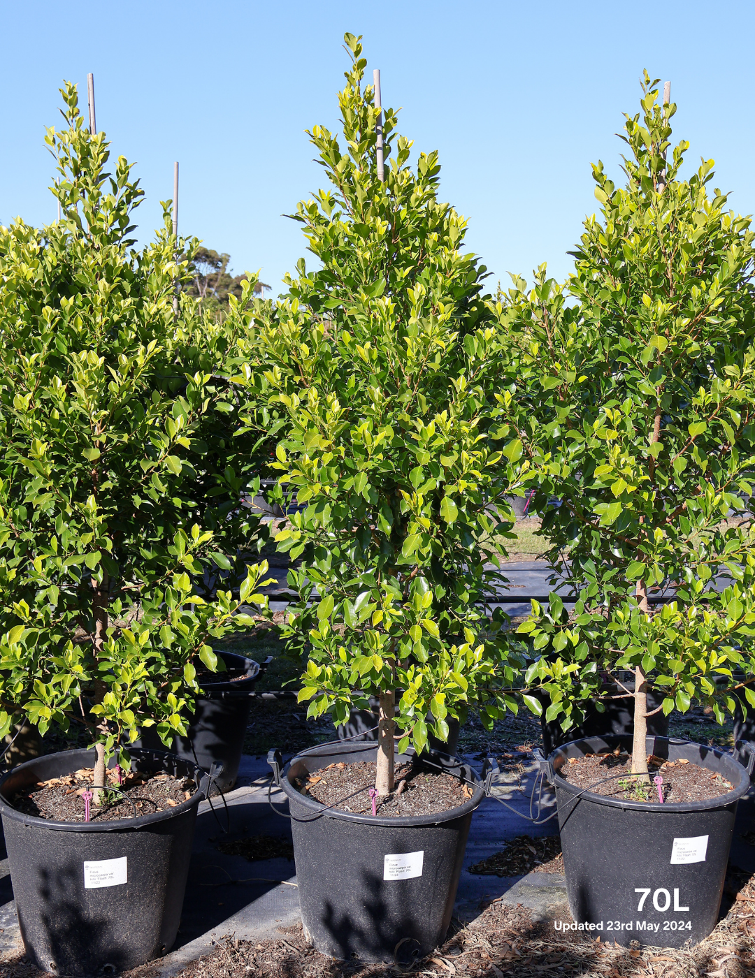 Ficus Hillii Flash - Evergreen Trees Direct