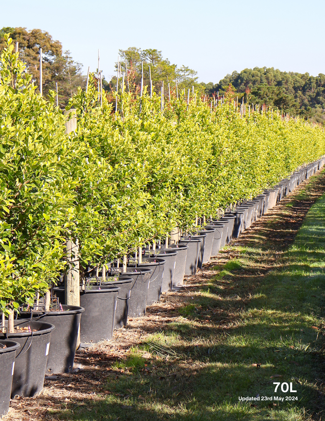 Ficus Hillii Flash - Evergreen Trees Direct