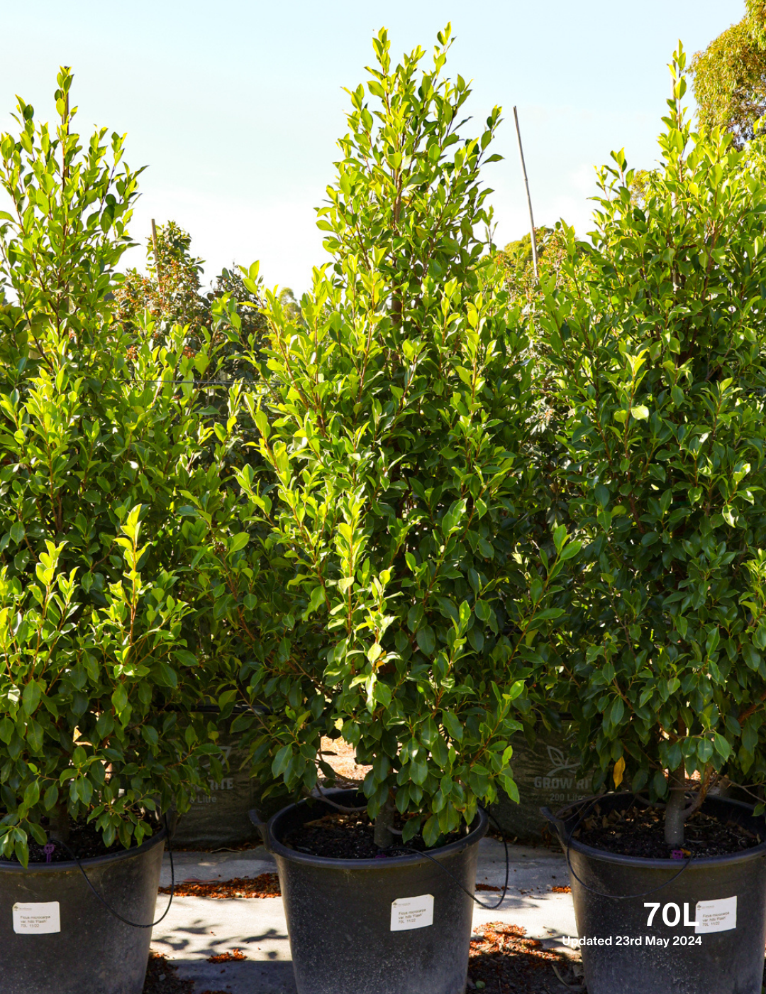 Ficus Hillii Flash - Evergreen Trees Direct