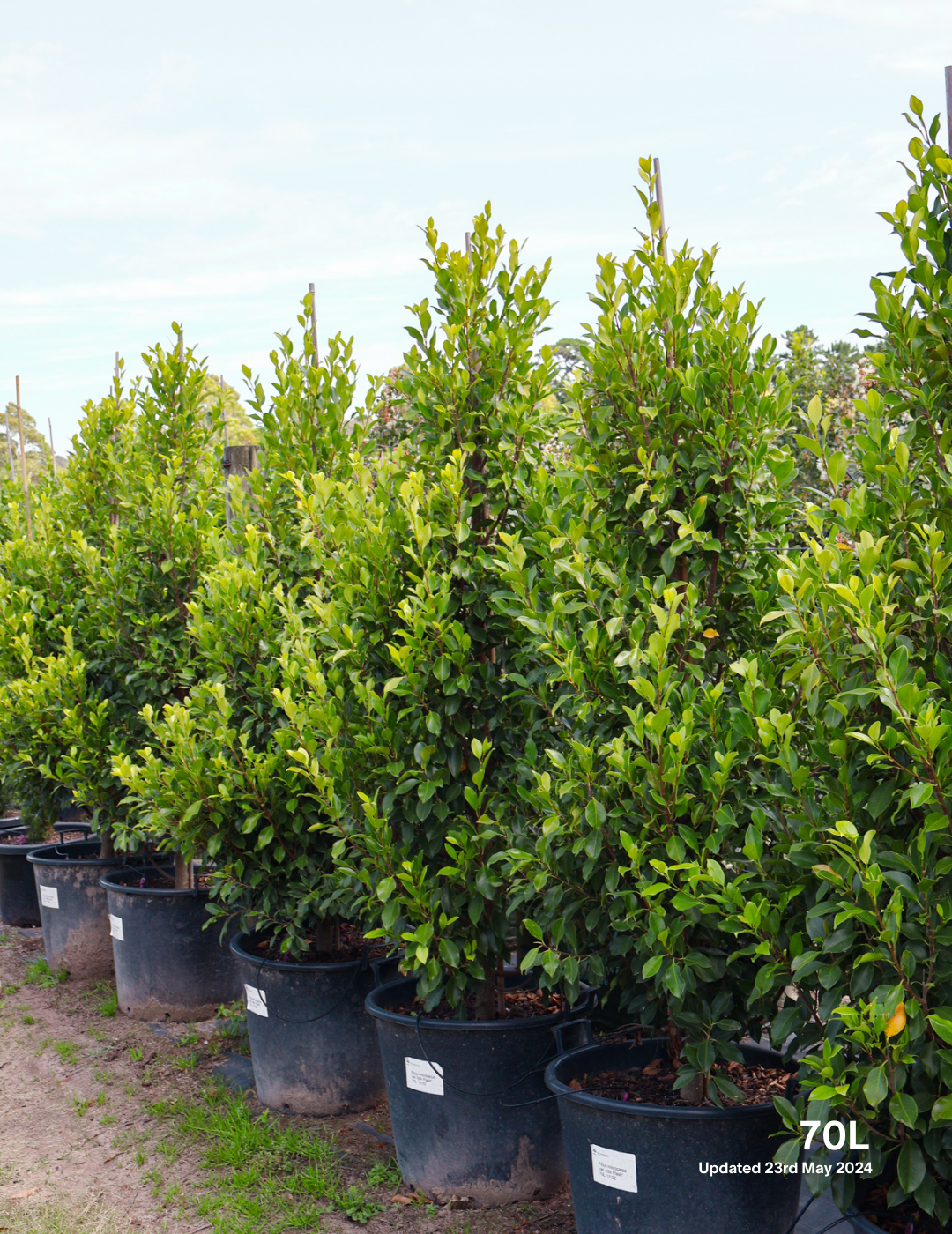 Ficus Hillii Flash - Evergreen Trees Direct