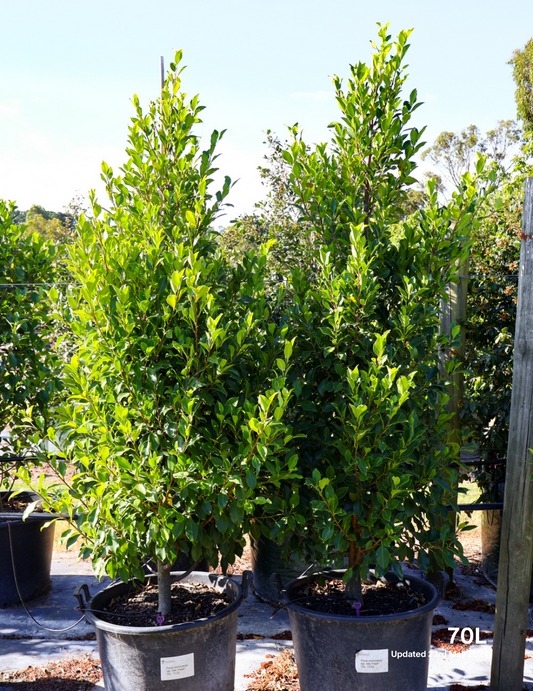 Ficus hillii 'Flash' - Evergreen Trees Direct