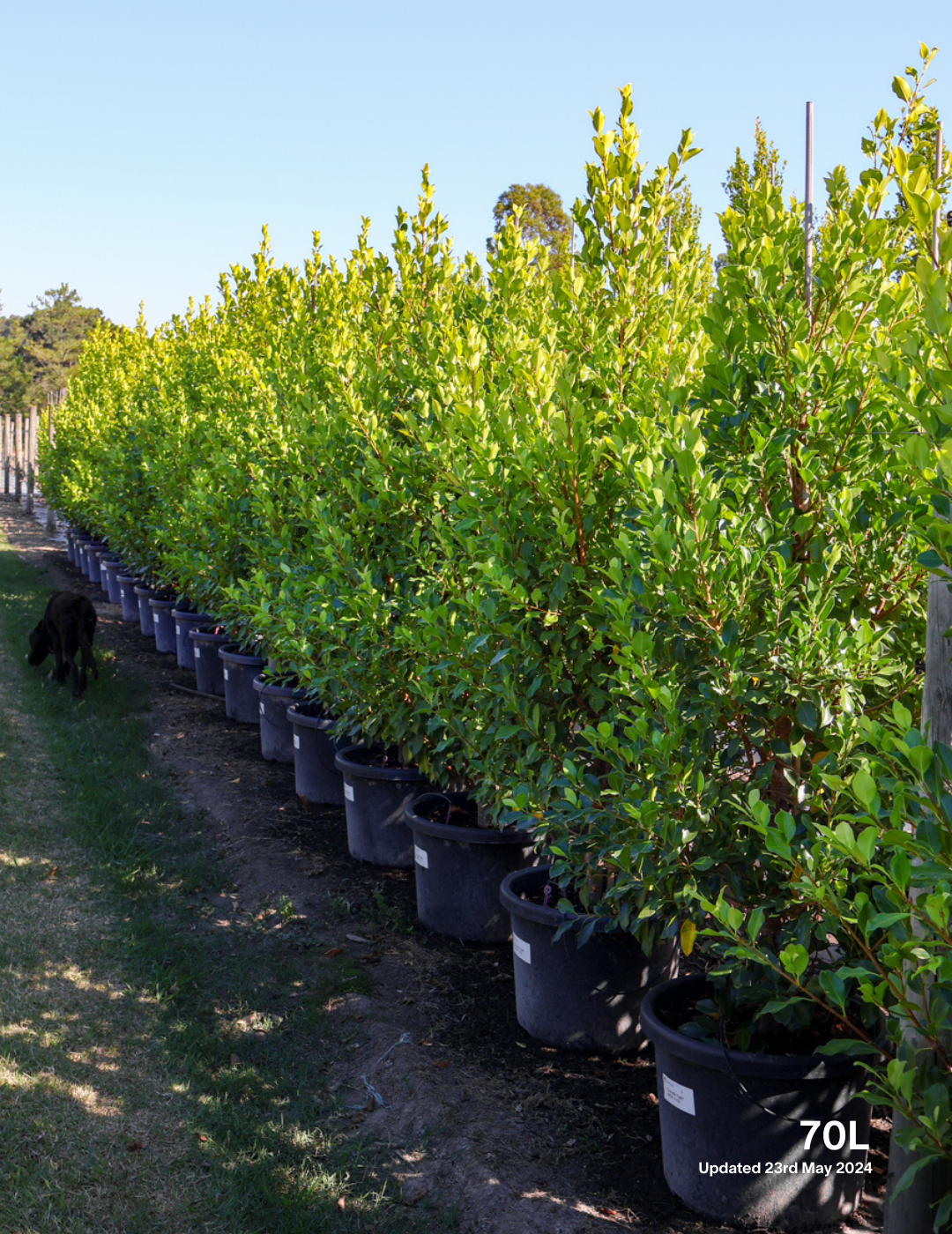 Ficus Hillii Flash - Evergreen Trees Direct