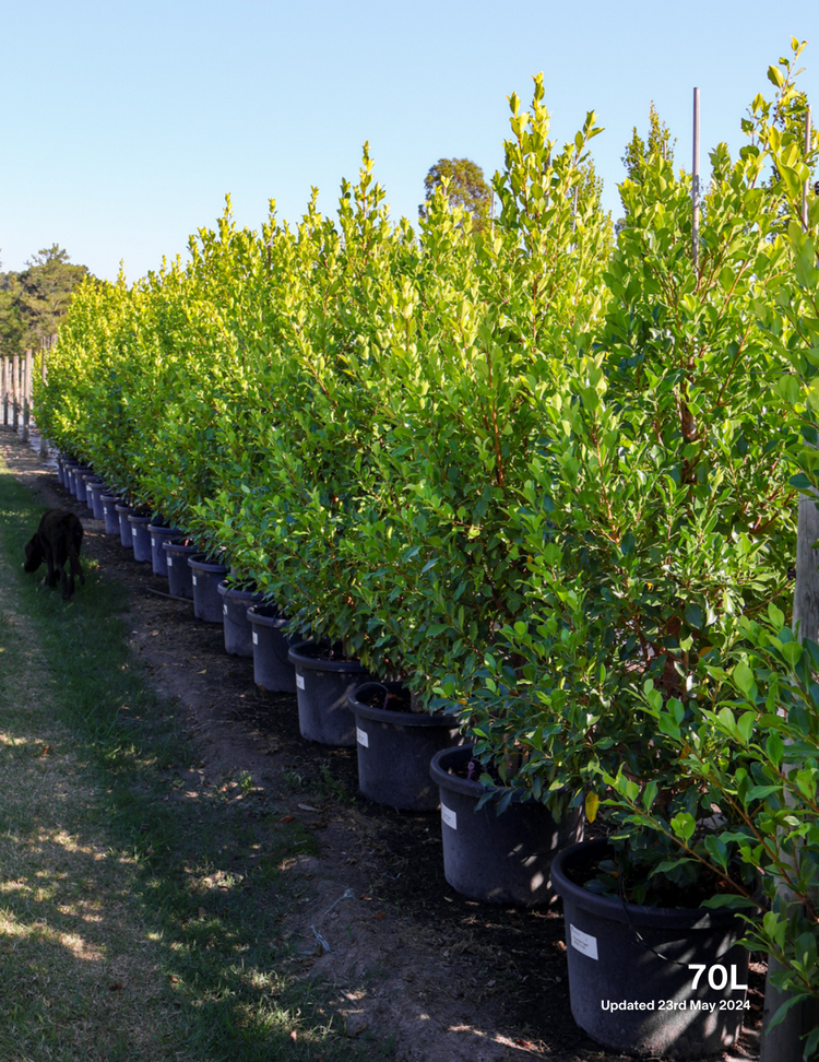 Ficus Hillii Flash