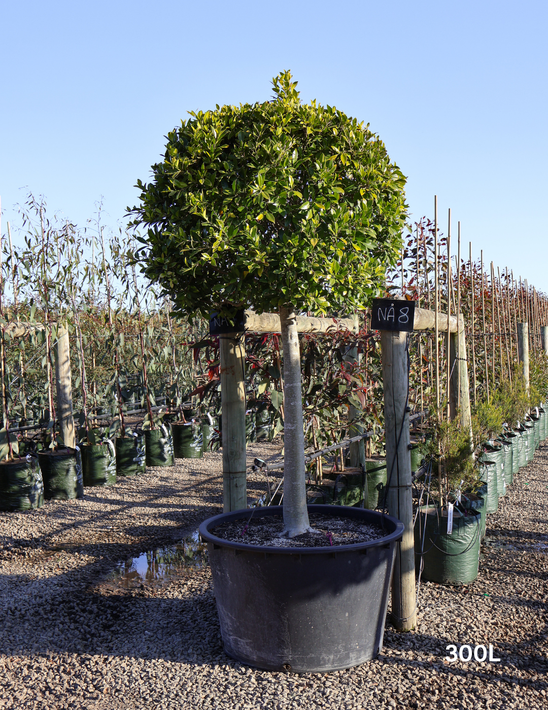 Ficus hillii 'Standard' - Evergreen Trees Direct