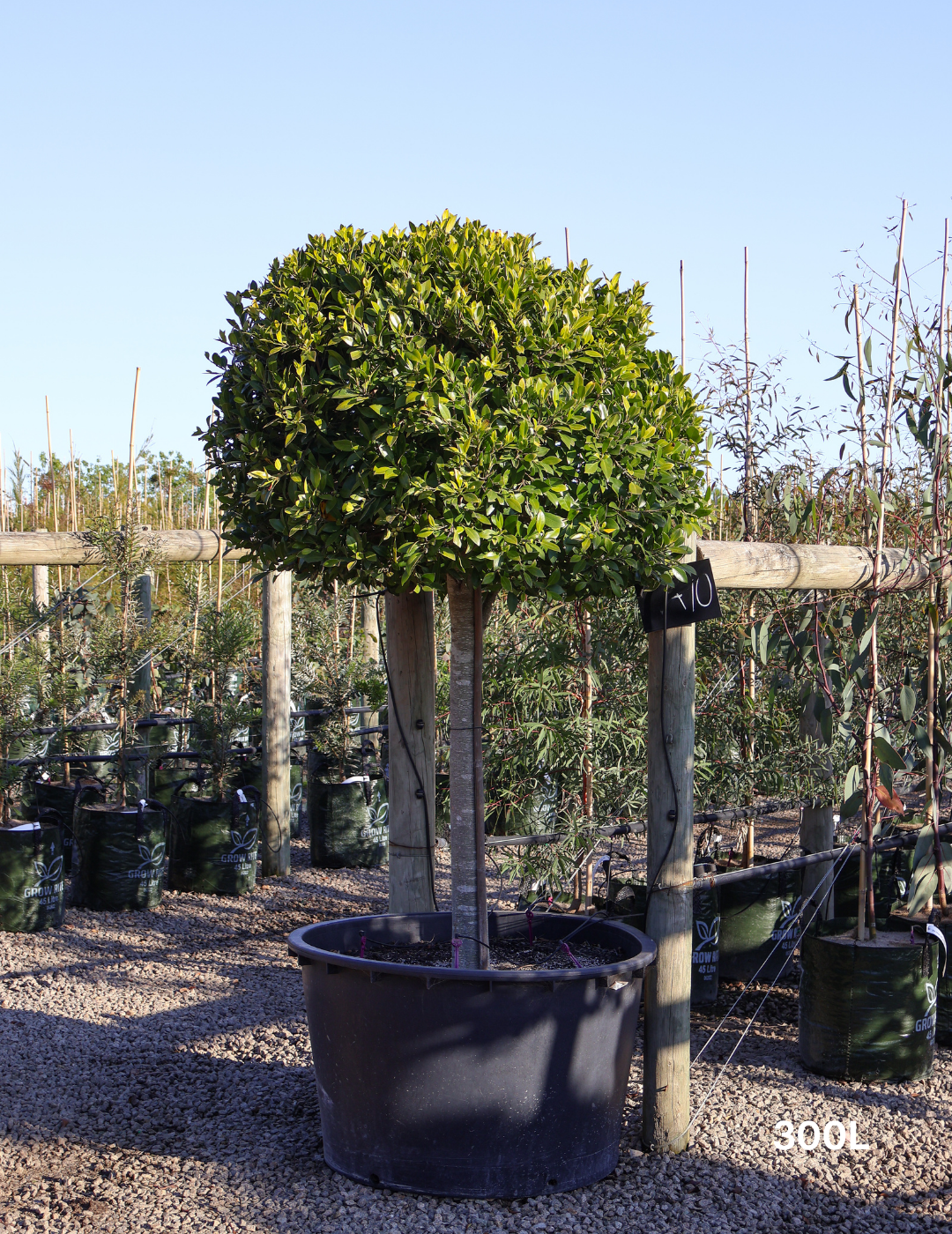 Ficus hillii 'Standard' - Evergreen Trees Direct