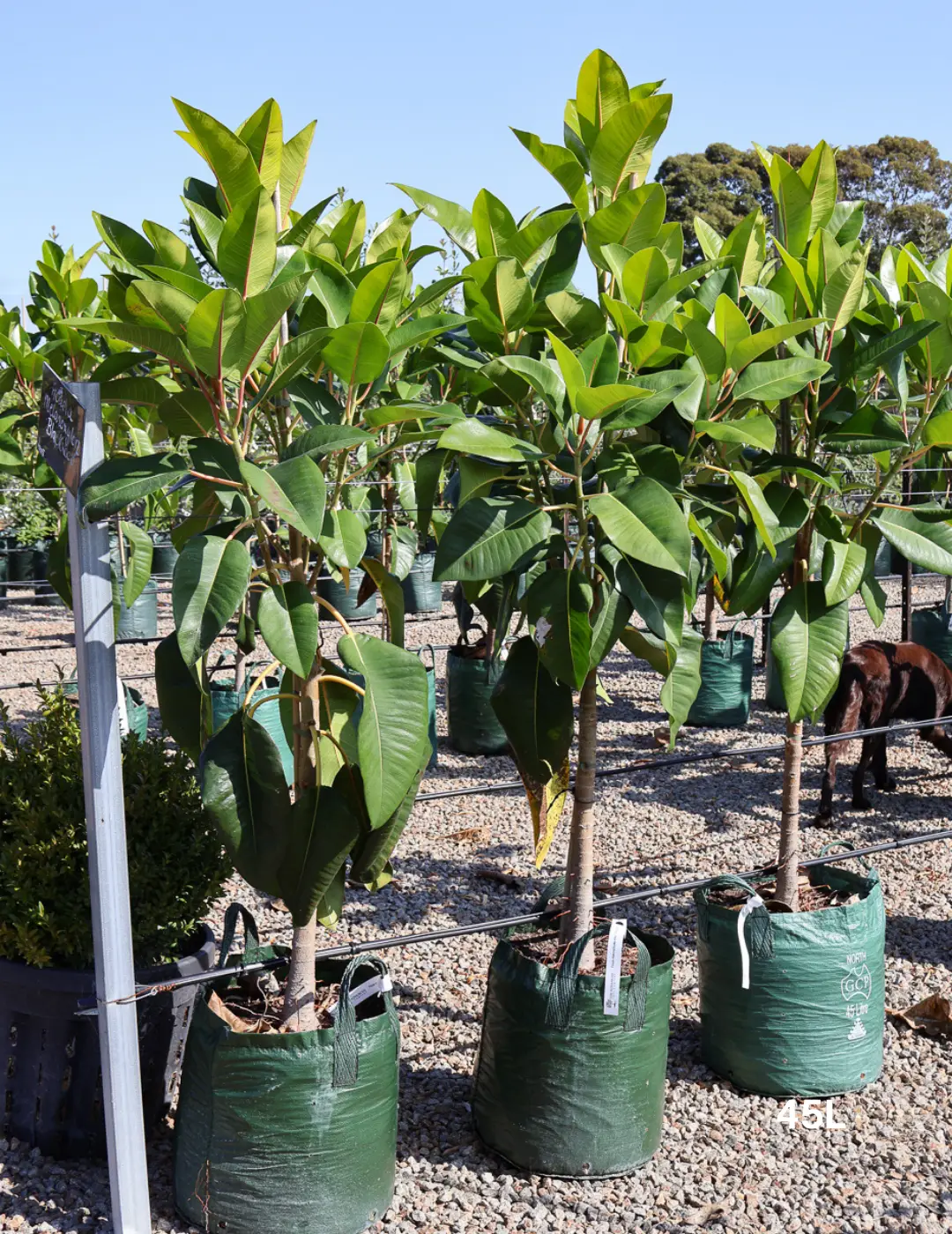 Ficus Macrophylla