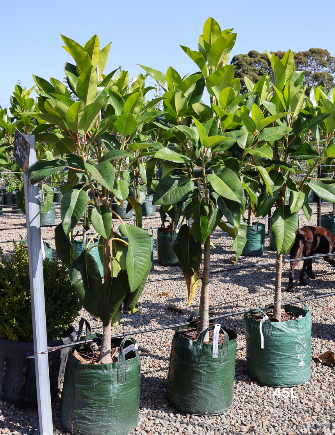 Ficus Macrophylla - Evergreen Trees Direct