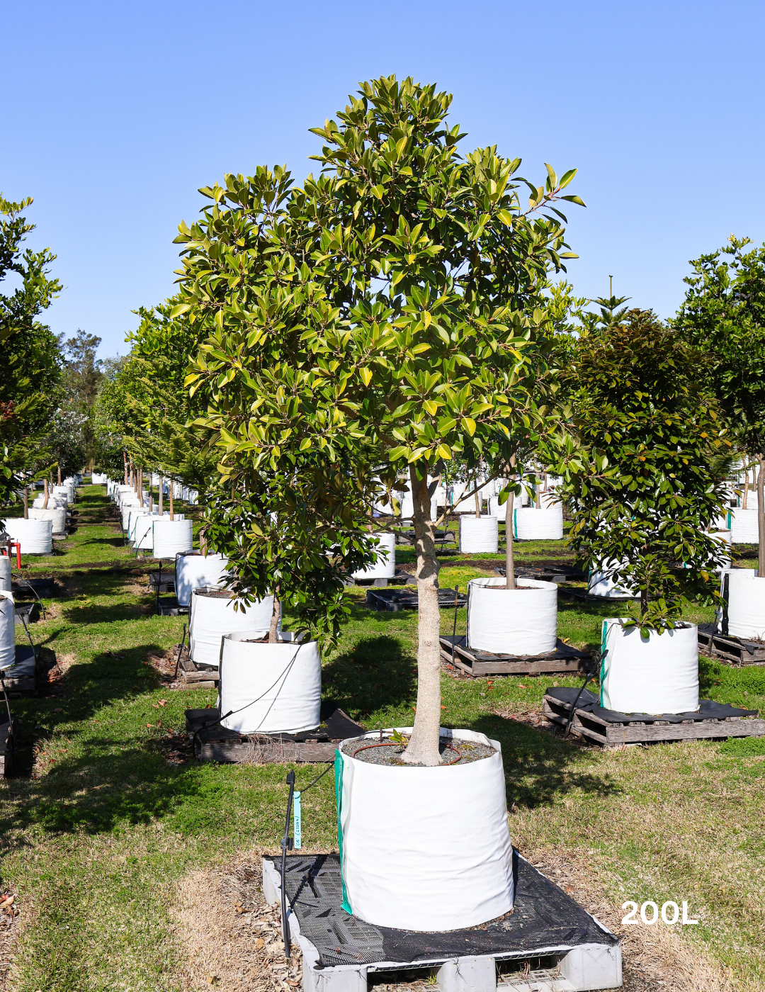 Ficus Rubiginosa - Evergreen Trees Direct