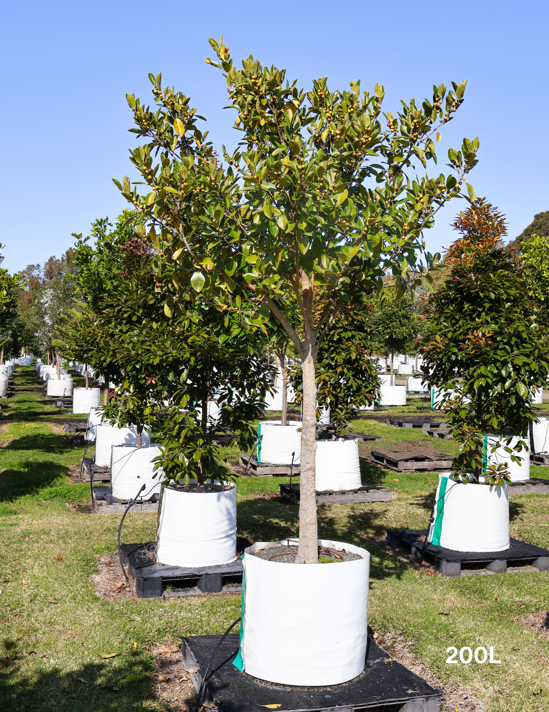 Ficus Rubiginosa - Evergreen Trees Direct