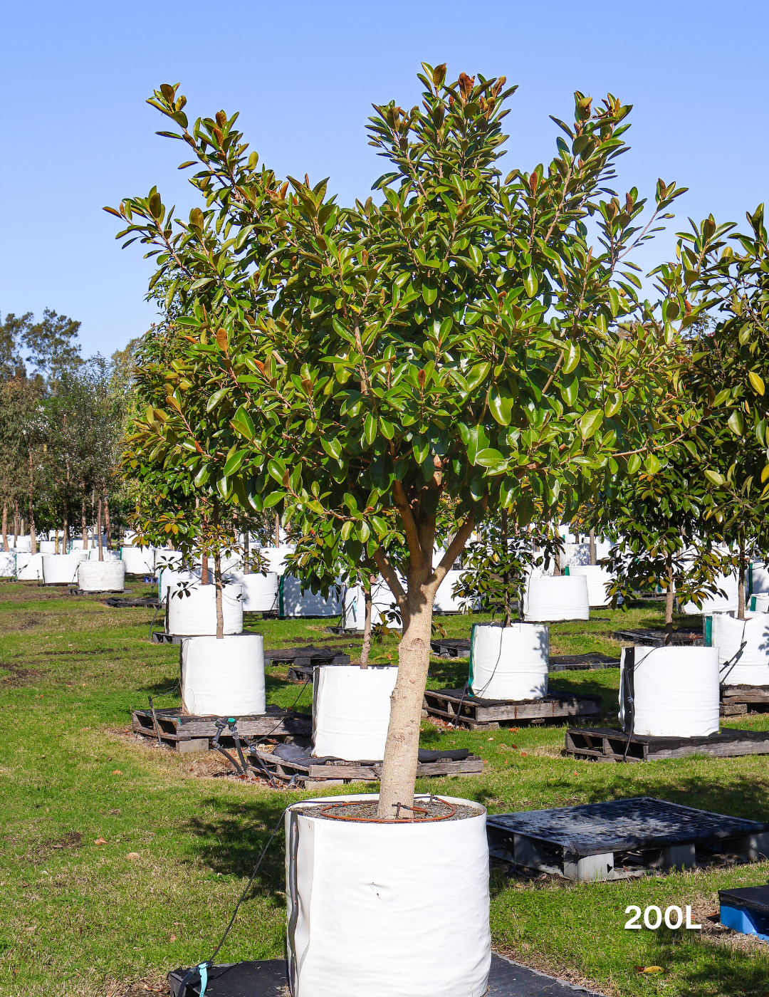 Ficus Rubiginosa - Evergreen Trees Direct