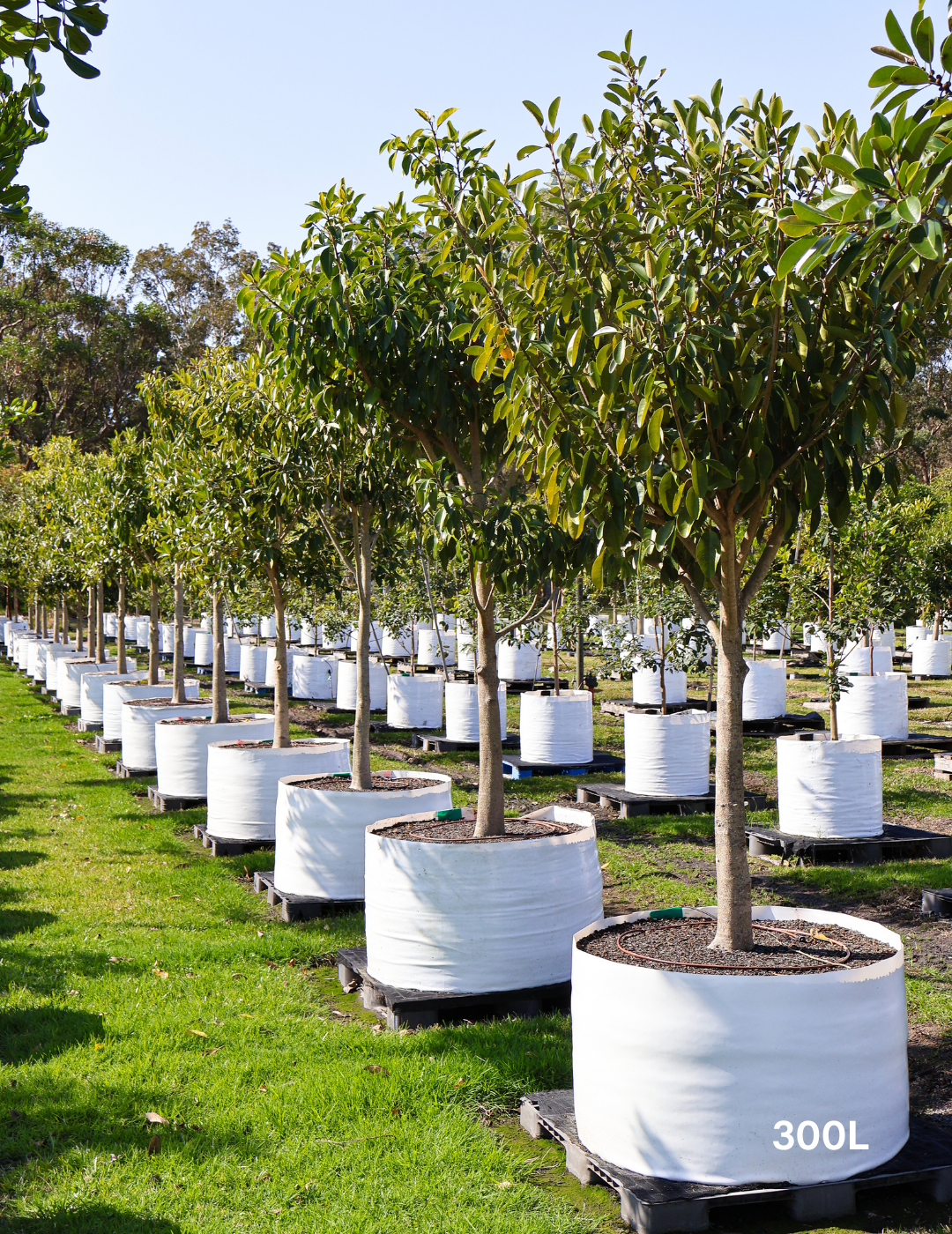 Ficus Rubiginosa - Evergreen Trees Direct