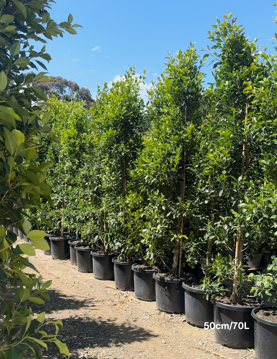 Ficus Hillii Flash - Evergreen Trees Direct