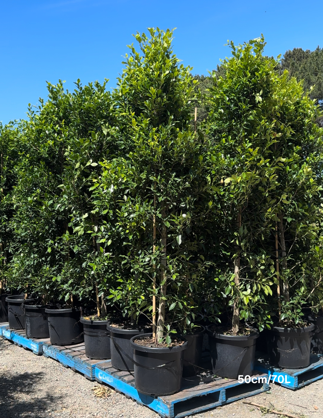 Ficus Hillii Flash - Evergreen Trees Direct