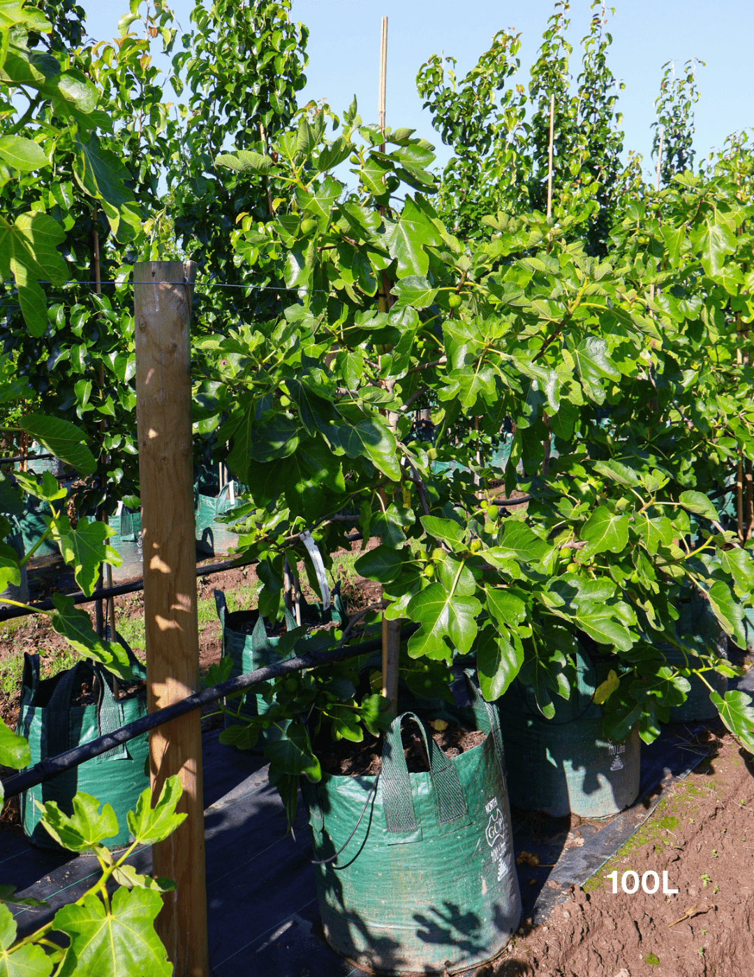 Ficus carica 'Black Genoa' Fig - Evergreen Trees Direct