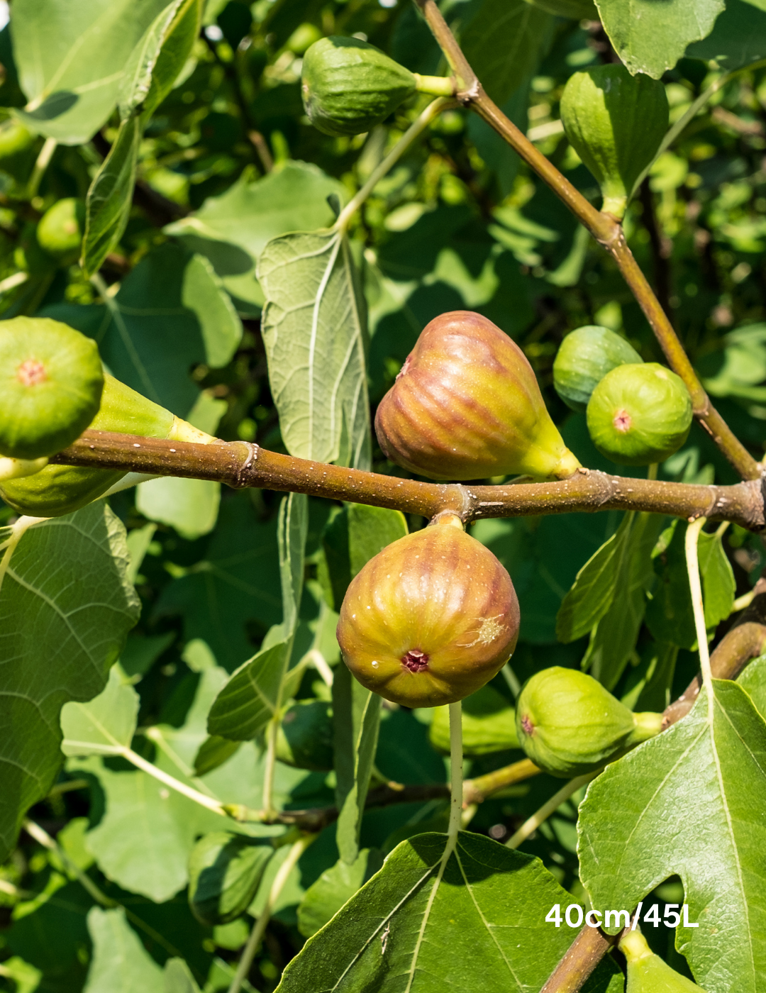 Ficus carica 'Preston Prolific Fig' - Evergreen Trees Direct