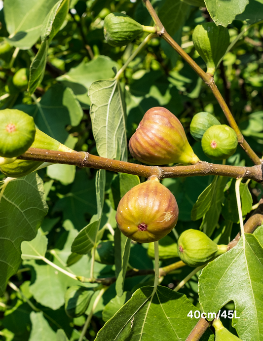 Ficus carica 'Preston Prolific Fig'