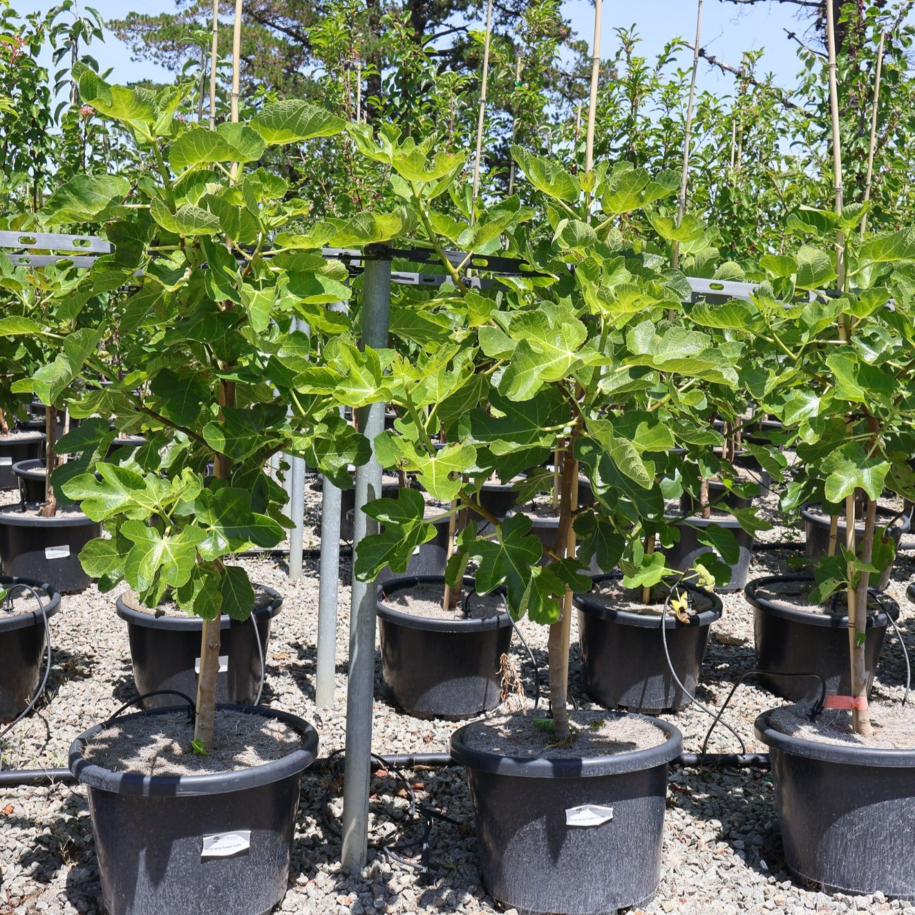 Ficus carica 'Preston Prolific Fig' - Evergreen Trees Direct