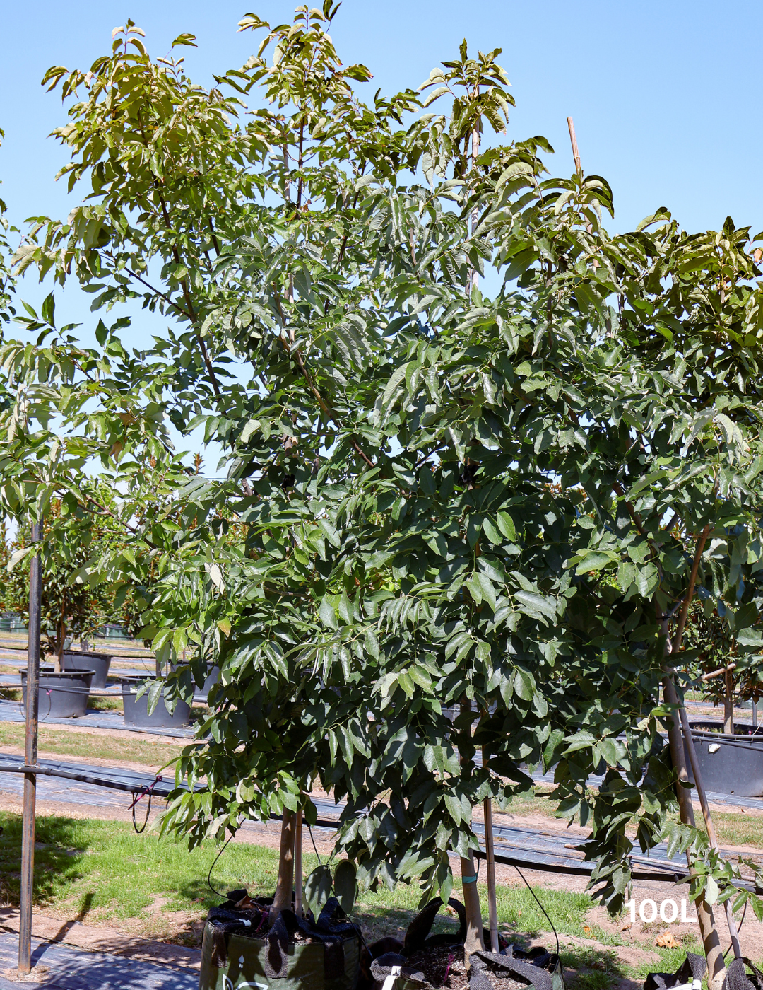 Fraxinus pennsylvanica 'Urbanite' - Evergreen Trees Direct