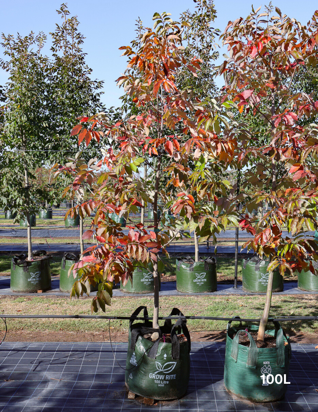 Fraxinus pennsylvanica 'Urbanite' - Evergreen Trees Direct